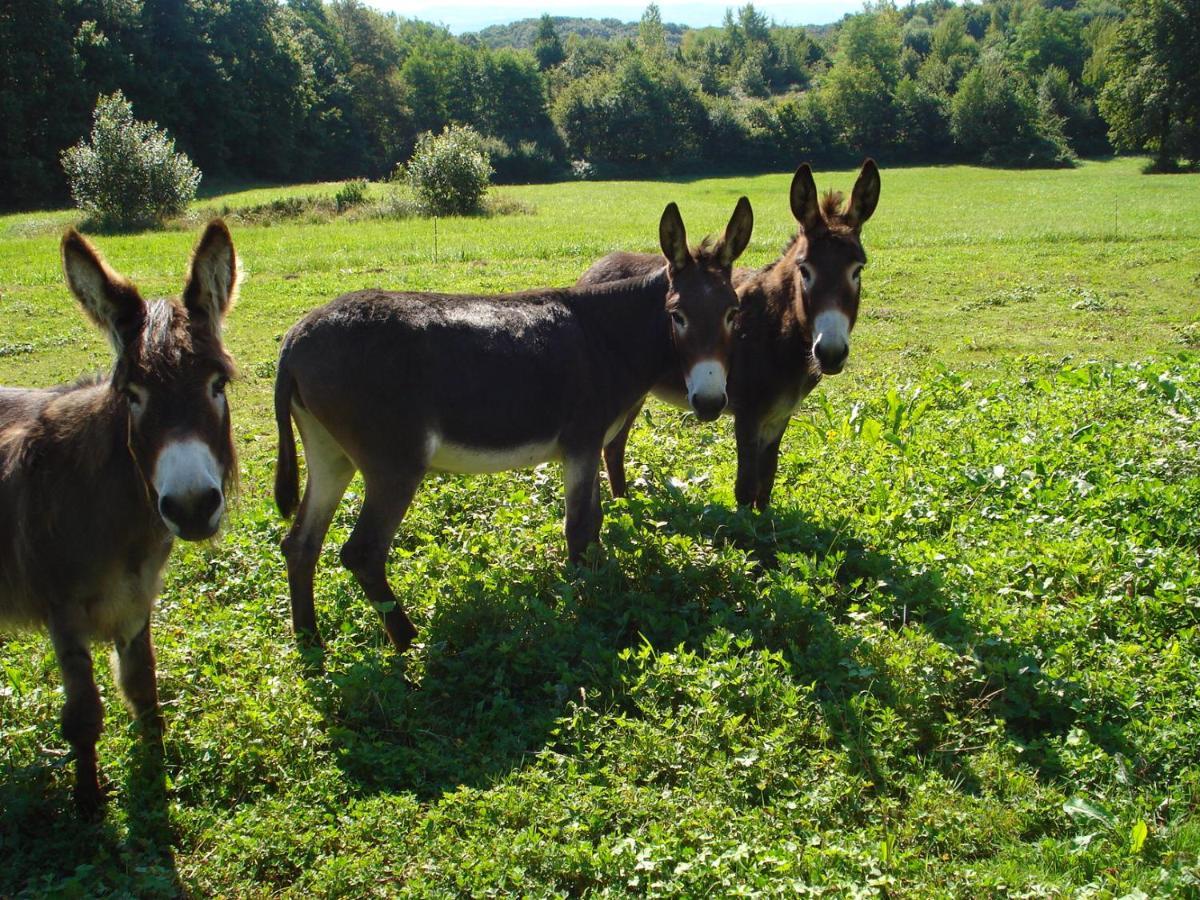 L'Oree Des Bois Dommartin-Les-Cuiseaux ภายนอก รูปภาพ